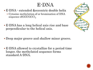  E-DNA - extended &eccentric double helix
 Cytosine methylation of or bromination of DNA
sequence d(GGCGCC)2
 E-DNA has a long helical axis rise and base
perpendicular to the helical axis.
 Deep major groove and shallow minor groove.
 E-DNA allowed to crystallize for a period time
longer, the methylated sequence forms
standard A-DNA.
 