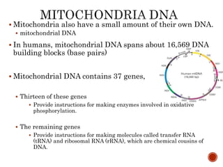 Mitochondria also have a small amount of their own DNA.
 mitochondrial DNA
 In humans, mitochondrial DNA spans about 16,569 DNA
building blocks (base pairs)
 Mitochondrial DNA contains 37 genes,
 Thirteen of these genes
 Provide instructions for making enzymes involved in oxidative
phosphorylation.
 The remaining genes
 Provide instructions for making molecules called transfer RNA
(tRNA) and ribosomal RNA (rRNA), which are chemical cousins of
DNA.
 
