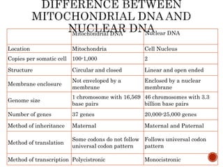 Mitochondrial DNA Nuclear DNA
Location Mitochondria Cell Nucleus
Copies per somatic cell 100-1,000 2
Structure Circular and closed Linear and open ended
Membrane enclosure
Not enveloped by a
membrane
Enclosed by a nuclear
membrane
Genome size
1 chromosome with 16,569
base pairs
46 chromosomes with 3.3
billion base pairs
Number of genes 37 genes 20,000-25,000 genes
Method of inheritance Maternal Maternal and Paternal
Method of translation
Some codons do not follow
universal codon pattern
Follows universal codon
pattern
Method of transcription Polycistronic Monocistronic
 