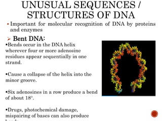 UNUSUAL SEQUENCES /
STRUCTURES OF DNA
 Important for molecular recognition of DNA by proteins
and enzymes
 Bent DNA:
32
Bends occur in the DNA helix
wherever four or more adenosine
residues appear sequentially in one
strand.
Cause a collapse of the helix into the
minor groove.
Six adenosines in a row produce a bend
of about 18°.
Drugs, photochemical damage,
mispairing of bases can also produce
 