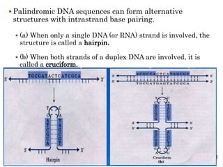  Palindromic DNA sequences can form alternative
structures with intrastrand base pairing.
 (a) When only a single DNA (or RNA) strand is involved, the
structure is called a hairpin.
 (b) When both strands of a duplex DNA are involved, it is
called a cruciform.
 