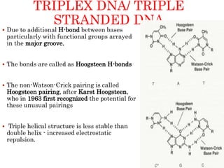 TRIPLEX DNA/ TRIPLE
STRANDED DNA
 Due to additional H-bond between bases
particularly with functional groups arrayed
in the major groove.
 The bonds are called as Hoogsteen H-bonds
 The non-Watson-Crick pairing is called
Hoogsteen pairing, after Karst Hoogsteen,
who in 1963 first recognized the potential for
these unusual pairings
 Triple helical structure is less stable than
double helix - increased electrostatic
repulsion.
 