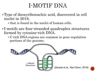 Type of deoxyribonucleic acid, discovered in cell
nuclei in 2018,
 that is found in the nuclei of human cells.
I-motifs are four-stranded quadruplex structures
formed by cytosine-rich DNA.
 C-rich DNA regions are common in gene regulation
portions of the genome.
(Zeraati et al., Nat Chem, 2018)
 