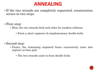 ANNEALING
 If the two strands are completely separated, renaturation
occurs in two steps
 First step:
 Slow, the two strands find each other by random collisons
 Form a short segment of complementary double helix
 Second step:
 Faster, the remaining unpaired bases successively come into
register as base pair
 The two strands unite to form double helix
45
 
