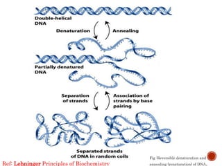 46
Fig :Reversible denaturation and
annealing (renaturation) of DNA.Ref: Lehninger Principles of Biochemistry
 