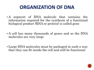 ORGANIZATION OF DNA
 A segment of DNA molecule that contains the
information required for the synthesis of a functional
biological product (RNA or protein) is called gene
 A cell has many thousands of genes and so the DNA
molecules are very large
 Large DNA molecules must be packaged in such a way
that they can fit inside the cell and still be functional
47
 