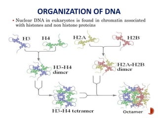 ORGANIZATION OF DNA
 Nuclear DNA in eukaryotes is found in chromatin associated
with histones and non histone proteins
48
 
