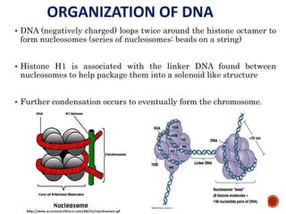 ORGANIZATION OF DNA
 DNA (negatively charged) loops twice around the histone octamer to
form nucleosomes (series of nucleosomes: beads on a string)
 Histone H1 is associated with the linker DNA found between
nucleosomes to help package them into a solenoid like structure
 Further condensation occurs to eventually form the chromosome.
49
 