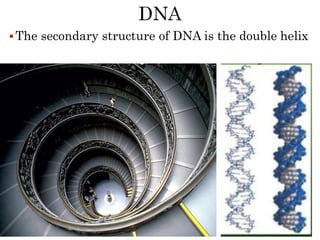 The secondary structure of DNA is the double helix
 