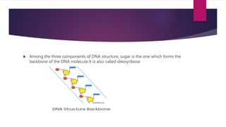 Among the three components of DNA structure, sugar is the one which forms the
backbone of the DNA molecule.It is also called deoxyribose.
 