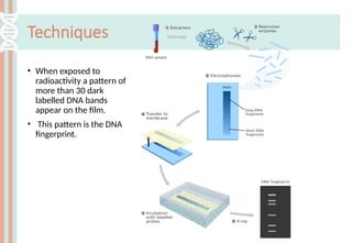 DNA finger printing is a molecular technique | PPTX