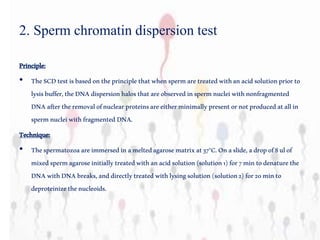 2. Sperm chromatin dispersion test
Principle:
• TheSCDtestisbasedontheprinciplethatwhenspermaretreatedwithanacidsolutionpriorto
lysisbuffer,theDNAdispersionhalosthatareobservedinspermnucleiwithnonfragmented
DNAaftertheremovalofnuclearproteinsareeitherminimallypresentornotproducedatallin
spermnucleiwithfragmentedDNA.
Technique:
• Thespermatozoaareimmersedinameltedagarosematrixat37°C.Onaslide,adropof8ulof
mixedspermagaroseinitiallytreatedwithanacidsolution(solution1)for7mintodenaturethe
DNAwithDNAbreaks,anddirectlytreatedwithlysingsolution(solution2)for20minto
deproteinizethenucleoids.
 