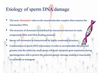 Etiology of sperm DNA damage
• Theterm‘chromatin’referstothemacromolecular complexthatcontainsthe
intranuclearDNA.
• Thestructureofchromatinisstabilizedbyinteractionsbetweenitsmain
compounds,DNAandDNA-bindingproteins.
• Spermcellchromatinischaracterizedbyhighlycondensedstructure.
• CondensationofspermDNAisnecessaryinordertoaccommodatethepaternal
genomeintotherelativelysmallspermcellhead,torepressgeneexpressionduring
spermiogenesisandtoprotectthepaternalgeneticmessage makingitinaccessible
tonucleases ormutagens.
 