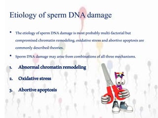 Etiology of sperm DNA damage
• TheetiologyofspermDNAdamageismostprobablymulti-factorialbut
compromisedchromatinremodeling,oxidativestressandabortiveapoptosisare
commonlydescribedtheories.
• SpermDNAdamagemayarisefromcombinationsofallthreemechanisms.
1. Abnormalchromatinremodeling
2. Oxidativestress
3. Abortiveapoptosis
 