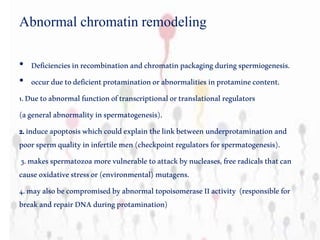Abnormal chromatin remodeling
• Deficienciesinrecombinationandchromatinpackagingduringspermiogenesis.
• occurduetodeficientprotaminationorabnormalitiesinprotaminecontent.
1.Duetoabnormalfunctionoftranscriptionalortranslationalregulators
(ageneralabnormalityinspermatogenesis).
2.induceapoptosiswhichcouldexplainthelinkbetweenunderprotaminationand
poorspermqualityininfertilemen(checkpointregulatorsforspermatogenesis).
3.makesspermatozoamorevulnerabletoattackbynucleases,freeradicalsthatcan
causeoxidativestressor(environmental)mutagens.
4.mayalsobecompromisedbyabnormaltopoisomeraseIIactivity (responsiblefor
breakandrepairDNAduringprotamination)
 