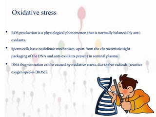 Oxidative stress
• ROSproductionisaphysiologicalphenomenonthatisnormallybalancedbyanti-
oxidants.
• Spermcellshavenodefensemechanism, apartfromthecharacteristictight
packagingoftheDNAandanti-oxidantspresentinseminalplasma.
• DNAfragmentationcanbecausedbyoxidativestress,duetofreeradicals[reactive
oxygenspecies(ROS)].
 