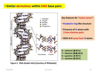 2016/8/16 CCL Group 13
• Similar derivatives within DNA base pairs
Figure 2. DNA double helix [Courtesy of Wikipedia]
Key features for “action zones”:
• Porphyrin ring-like structure
• Presence of N atoms with
2 lone electron pairs
• With N-H away from N atoms
A = adenine (腺嘌呤)
T = thymine (胸腺嘧啶)
G = guanine (鳥嘌呤)
C = cytosine (胞嘧啶)
 