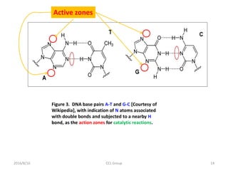 2016/8/16 CCL Group 14
Figure 3. DNA base pairs A-T and G-C [Courtesy of
Wikipedia], with indication of N atoms associated
with double bonds and subjected to a nearby H
bond, as the action zones for catalytic reactions.
Active zones
 