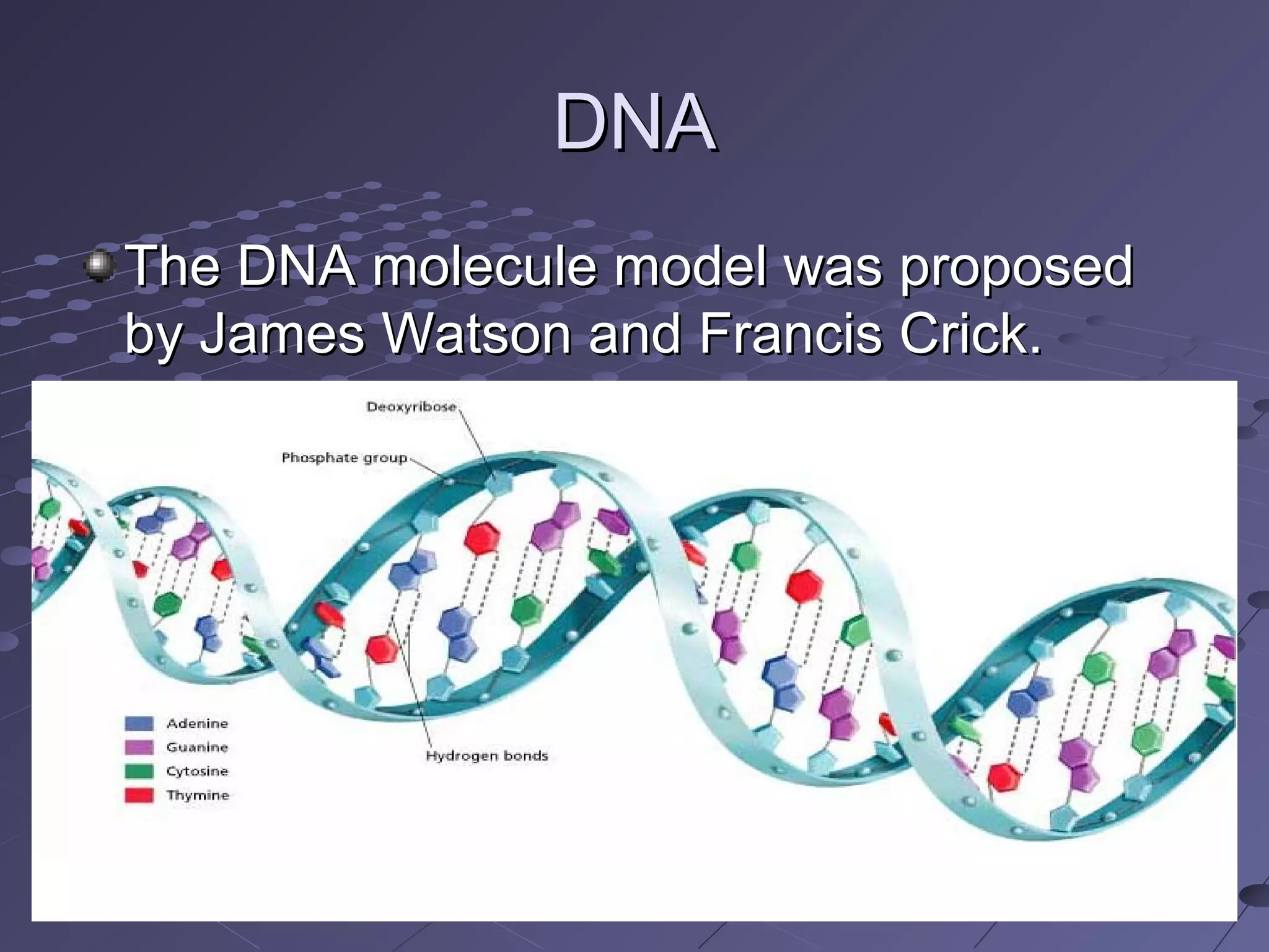 Dna function and structure notes ppt