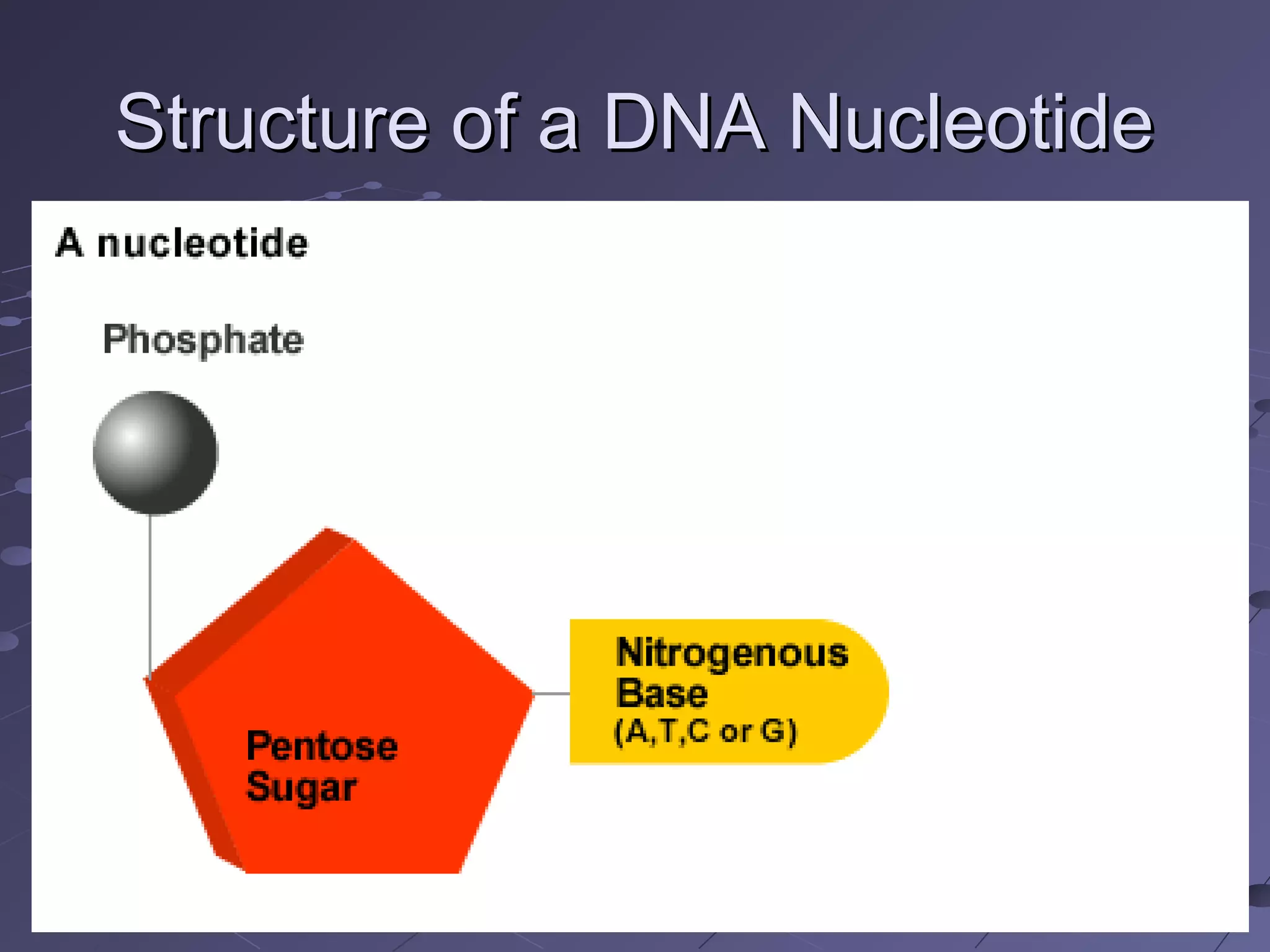 Dna function and structure notes ppt