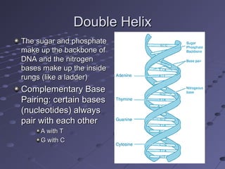 Double HelixDouble Helix
The sugar and phosphateThe sugar and phosphate
make up the backbone ofmake up the backbone of
DNA...