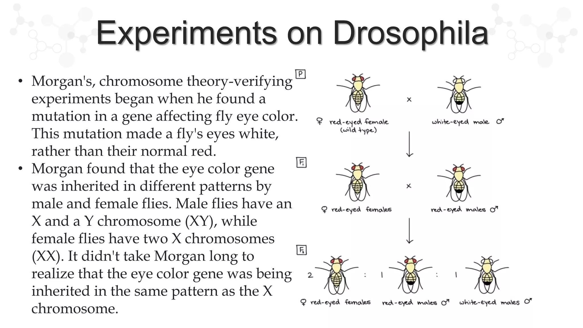 CHROMOSOMAL THEORY OF INHERITANCE | PPTX