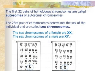 The first 22 pairs of homologous chromosomes are called
autosomes or autosomal chromosomes.
The 23rd pair of chromosomes determines the sex of the
individual and are called sex chromosomes.
The sex chromosomes of a female are XX.
The sex chromosomes of a male are XY.
 