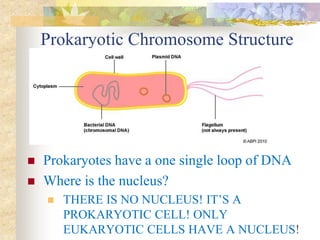 Prokaryotic Chromosome Structure
Structure
 Prokaryotes have a one single loop of DNA
 Where is the nucleus?
 THERE IS NO NUCLEUS! IT’S A
PROKARYOTIC CELL! ONLY
EUKARYOTIC CELLS HAVE A NUCLEUS!
 