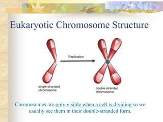 Eukaryotic Chromosome Structure
Chromosomes are only visible when a cell is dividing so we
usually see them in their double-stranded form.
 