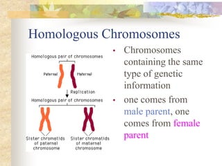 Homologous Chromosomes
• Chromosomes
containing the same
type of genetic
information
• one comes from
male parent, one
comes from female
parent
 