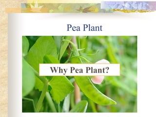 Pea Plant
Why Pea Plant?
 