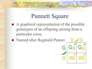 Punnett Square
 A graphical representation of the possible
genotypes of an offspring arising from a
particular cross.
 Named after Reginald Punnet
 