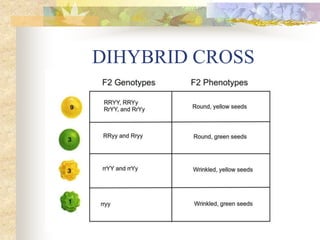 DIHYBRID CROSS
 