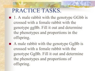 PRACTICE TASKS.
 1. A male rabbit with the genotype GGbb is
crossed with a female rabbit with the
genotype ggBb. Fill it out and determine
the phenotypes and proportions in the
offspring.
 A male rabbit with the genotype GgBb is
crossed with a female rabbit with the
genotype GgBb. Fill it out and determine
the phenotypes and proportions of
offspring.
 