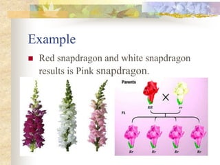Example
 Red snapdragon and white snapdragon
results is Pink snapdragon.
 