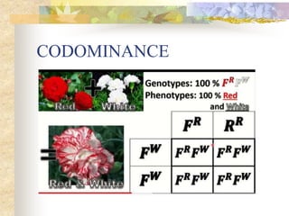 CODOMINANCE
 