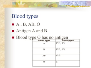 Blood types
 A , B, AB, O
 Antigen A and B
 Blood type O has no antigen
Blood Type Genotypes
A IA IA, IA i
B IB IB, IB i
AB IA IB
O ii
 