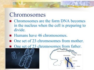  Chromosomes are the form DNA becomes
in the nucleus when the cell is preparing to
divide.
 Humans have 46 chromosomes.
 One set of 23 chromosomes from mother.
 One set of 23 chromosomes from father.
Chromosomes
 