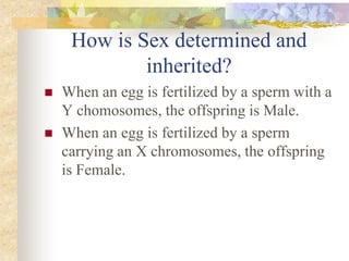 How is Sex determined and
inherited?
 When an egg is fertilized by a sperm with a
Y chomosomes, the offspring is Male.
 When an egg is fertilized by a sperm
carrying an X chromosomes, the offspring
is Female.
 