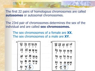 The first 22 pairs of homologous chromosomes are called
autosomes or autosomal chromosomes.
The 23rd pair of chromosomes determines the sex of the
individual and are called sex chromosomes.
The sex chromosomes of a female are XX.
The sex chromosomes of a male are XY.
 