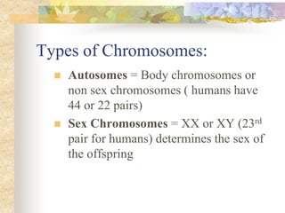 Types of Chromosomes:
 Autosomes = Body chromosomes or
non sex chromosomes ( humans have
44 or 22 pairs)
 Sex Chromosomes = XX or XY (23rd
pair for humans) determines the sex of
the offspring
 