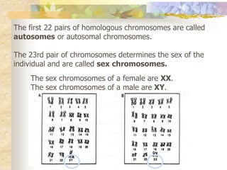 The first 22 pairs of homologous chromosomes are called
autosomes or autosomal chromosomes.
The 23rd pair of chromosomes determines the sex of the
individual and are called sex chromosomes.
The sex chromosomes of a female are XX.
The sex chromosomes of a male are XY.
 
