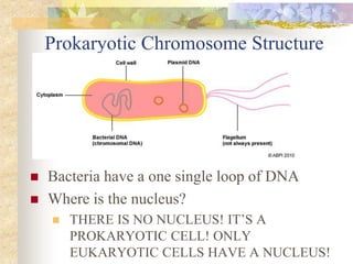 Prokaryotic Chromosome Structure
Structure
 Bacteria have a one single loop of DNA
 Where is the nucleus?
 THERE IS NO NUCLEUS! IT’S A
PROKARYOTIC CELL! ONLY
EUKARYOTIC CELLS HAVE A NUCLEUS!
 