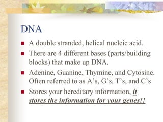 DNA
 A double stranded, helical nucleic acid.
 There are 4 different bases (parts/building
blocks) that make up DNA.
 Adenine, Guanine, Thymine, and Cytosine.
Often referred to as A’s, G’s, T’s, and C’s
 Stores your hereditary information, it
stores the information for your genes!!
 
