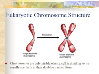 Eukaryotic Chromosome Structure
 Chromosomes are only visible when a cell is dividing so we
usually see them in their double-stranded form.
 