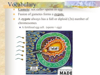 Vocabulary
 Gamete: sex cells= sperm or egg
 Fusion of gametes forms a zygote.
 A zygote always has a full or diploid (2n) number of
chromosomes
 A fertilized egg cell. (sperm + egg)
 