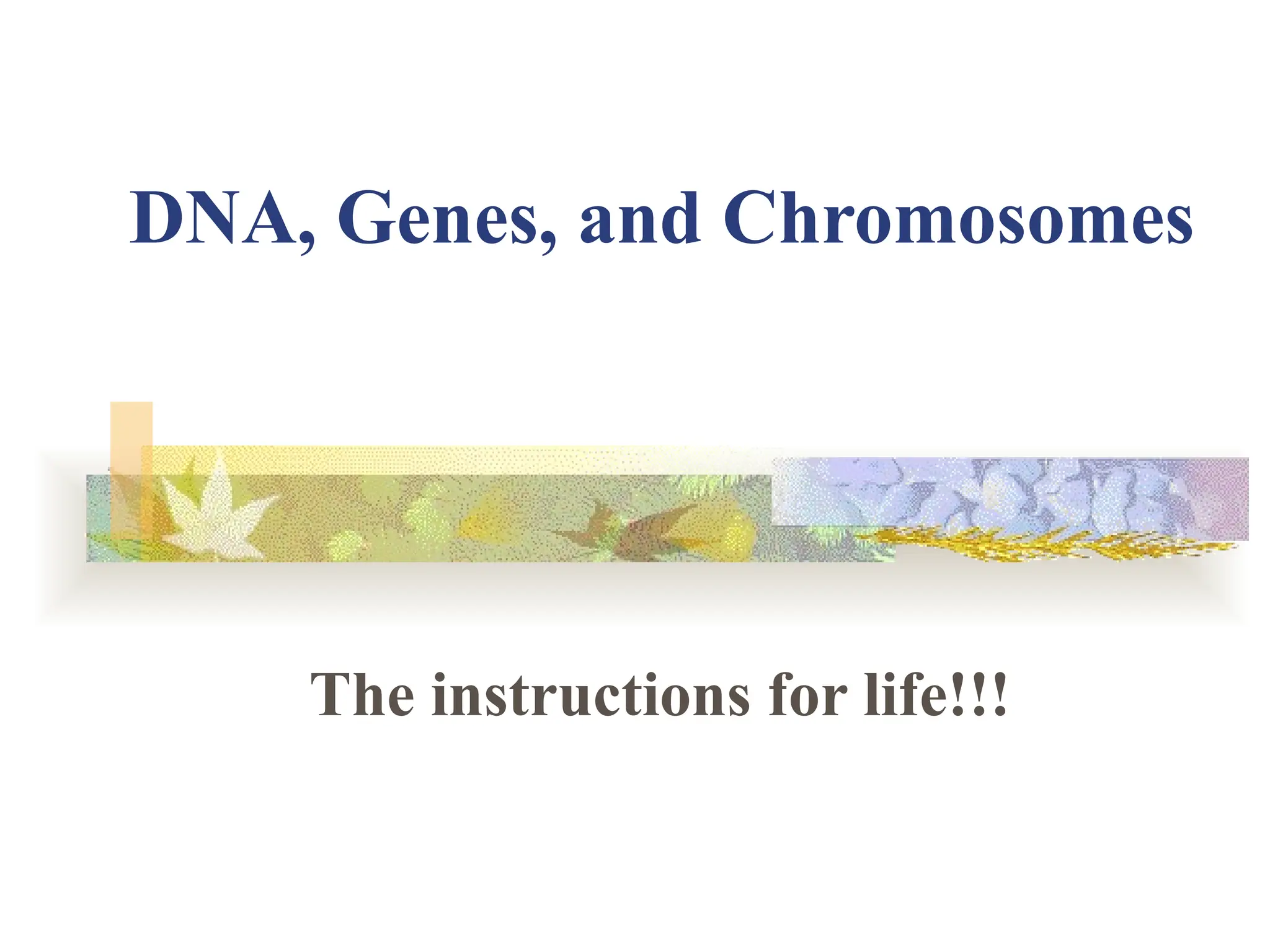 Dna Genes And Chromosomes Version 2 Edited Pptx