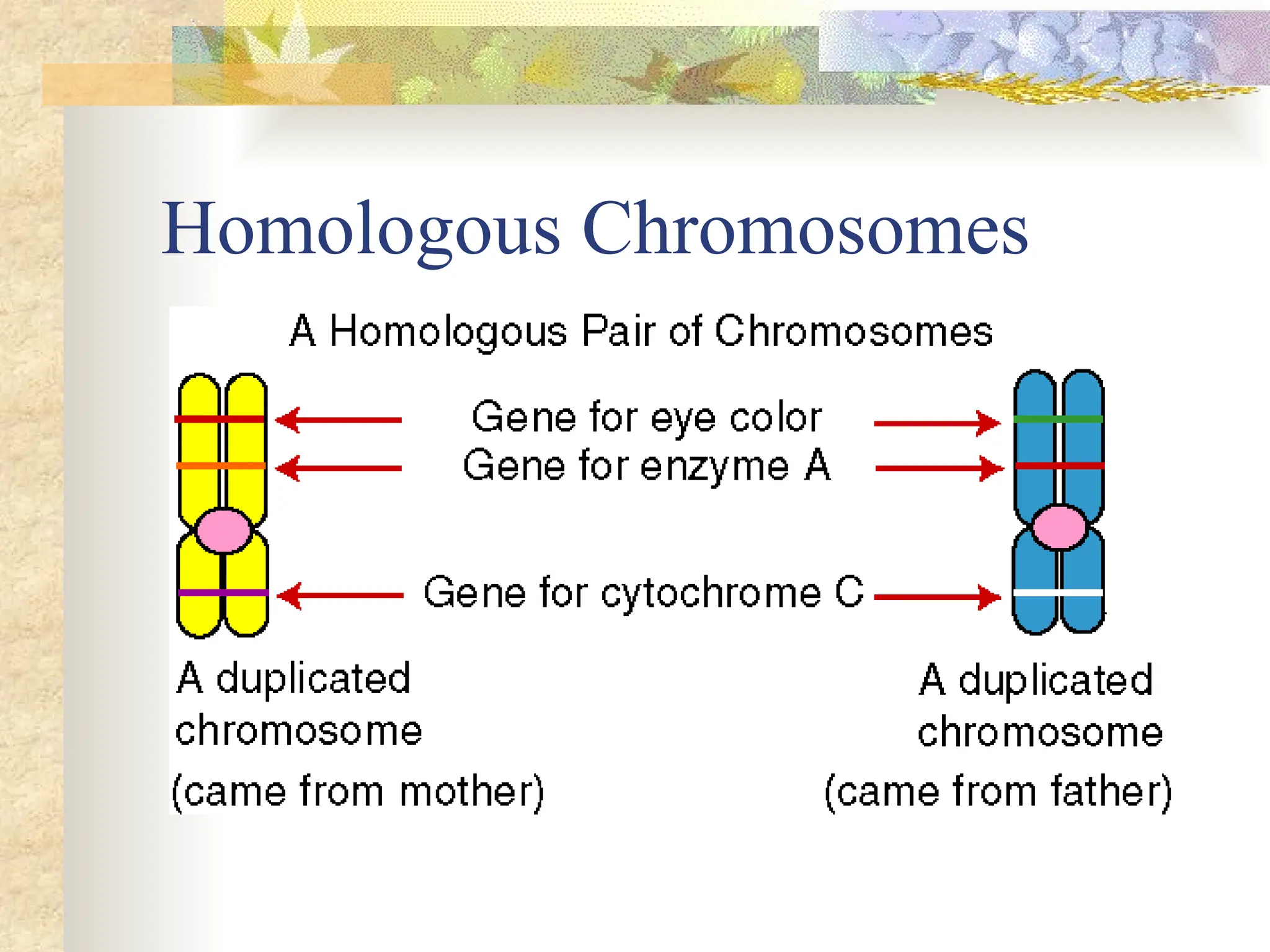 Dna Genes And Chromosomes Version 2 Edited Pptx