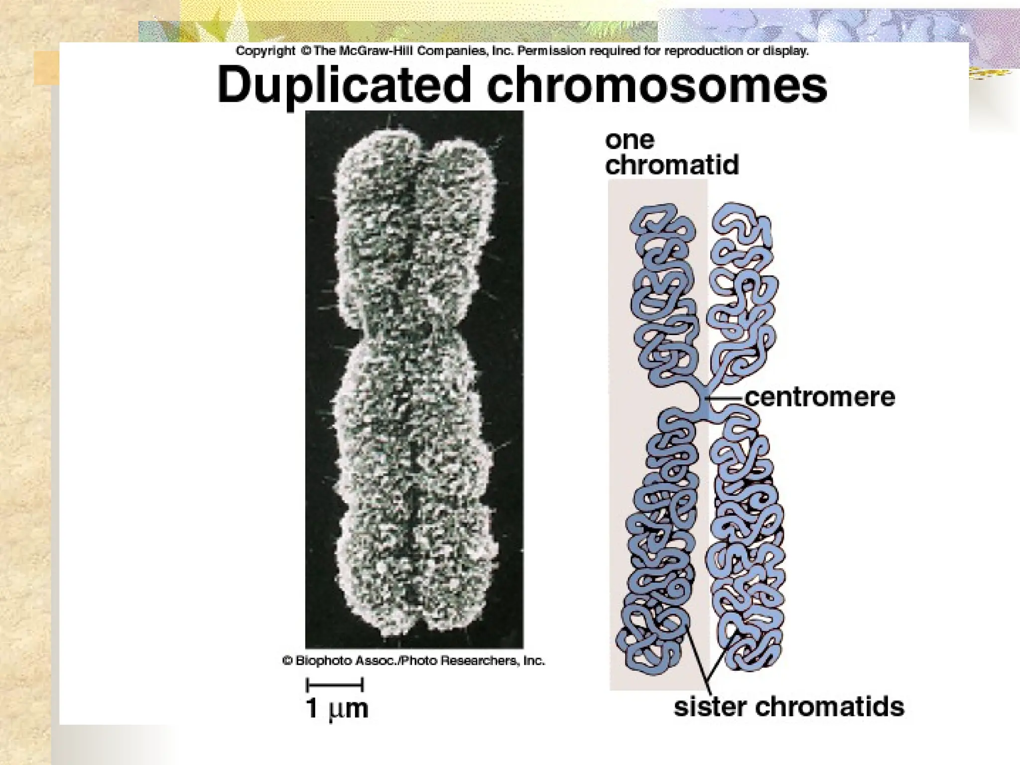 Dna Genes And Chromosomes Version 2 Edited Pptx