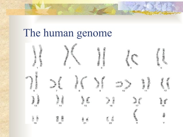 Dna Genes And Chromosomes Version 2 Edited Ppt